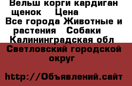 Вельш корги кардиган щенок  › Цена ­ 35 000 - Все города Животные и растения » Собаки   . Калининградская обл.,Светловский городской округ 